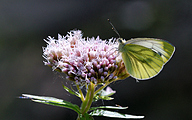 01 Green-veined white (Pieris napi)